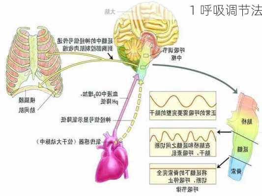 1 呼吸调节法