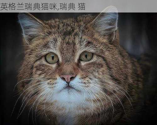 英格兰瑞典猫咪,瑞典 猫